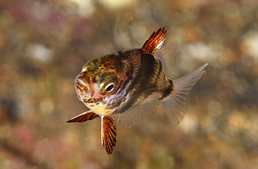Avannotto: juvenile Diplodus puntazzo